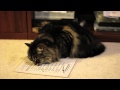 DSLR Video: Furry Cat High on Cat Nip