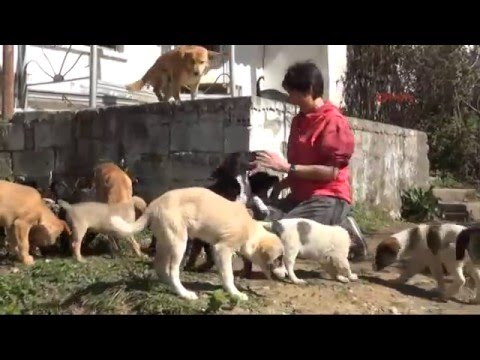 Sahipsiz Hayvanlar Icin Antalya Da Satin Aldigi Arsaya Barinak Yapti Youtube