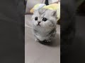 Самый милый котенок мяукает на диване котенок шортс Cat Catshorts Самый милый котенок мяукает на диване котенок шортс Cat Catshorts