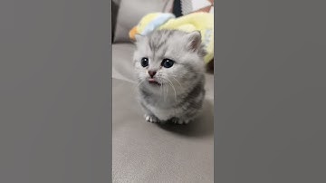 Самый милый котенок мяукает на диване #котенок #шортс #cat #catshorts