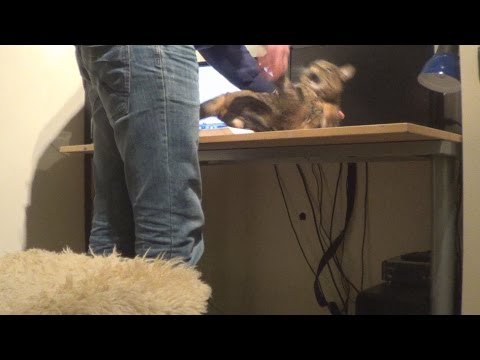 Video: De Kat Begint Agressief Te Worden Tegen Mensen