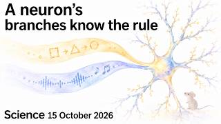 How a Neuron Helps Apply a Changing Rule | Science