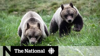Wildlife facility wants to rehab orphaned grizzly cubs and send them back into the wild