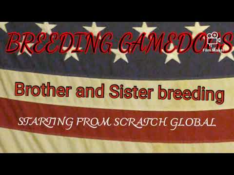 Video: How To Breed A Sister