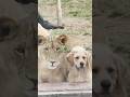 AMIZADE entre GOLDEN e LEOA crescendo juntos mostra um detalhe curioso #curiosidades #animais 🐾