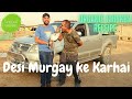 Desi Murgay ke behtreen Karahi | Desi Murgha Kata dost kay farm house pay