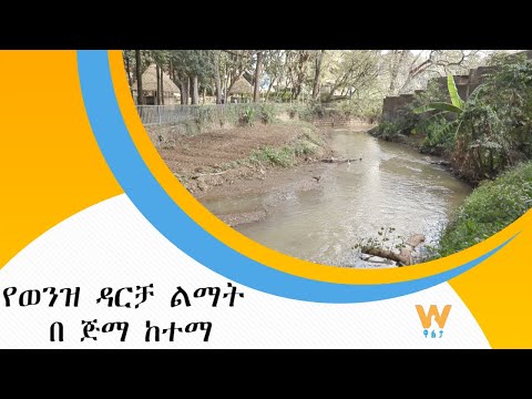 ቪዲዮ: የወንዝ ባስን እንዴት ማብሰል