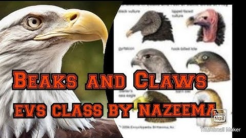 CBSE-class-4,science, BEAKS AND CLAWS OF BIRDS (part -1).