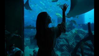 Explore the underwater world of Atlantis The Palm