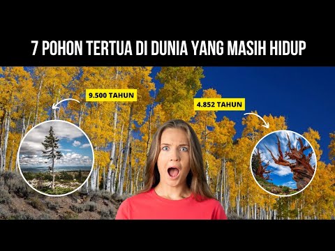 Video: Berapa umur pohon cemara Norwegia?