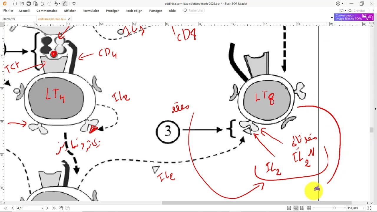 تمرين  24 في المناعة 🦠بكالوريا 2023  🦠 ( التعاون الخلوي ) .