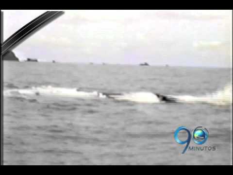 Julio 7 de 2011. Llegan las ballenas jorobadas al Pacífico