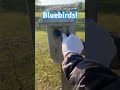 Bluebird Nesting Box No.4 #offgrid #garden #nest #eggs #chicks #baby #avian #blue #nestbox #freedom