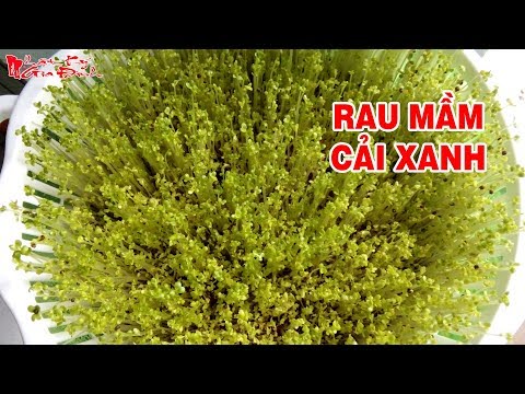 Cách Trồng Rau Mầm Cải Xanh Tại Nhà Bằng Rổ Nhựa Nảy Mầm 100%