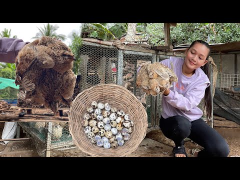 Video: Quail And Quail Eggs