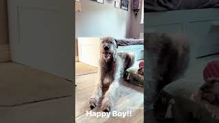 Floinn is such a happy boy!❤ #irishwolfhound #dogs #doglover