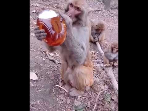 Пьяная обезьяна! Жесть жестяная!