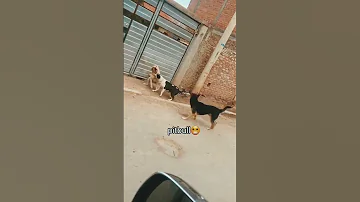 أشرس معركه مابين جيرمن ضد مجموعه من الكلاب نتيجه محزنه 