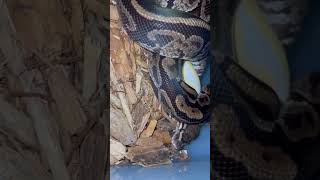 Celebrity Second lock 😎. #shorts #ballpython #ballpythonbreeding Net Worth