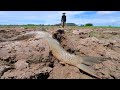 Amazing Catch big fish & a lot Small fish in rice field in dry Season By Strong Man
