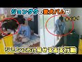 ご主人であるジョングクを前にパムがジミンに見せる行動