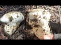 (Ep.52)เก็บเห็ดมาซึทาเกะใต้ดินในอเมริกา Harvesting Matsutake in California USA.