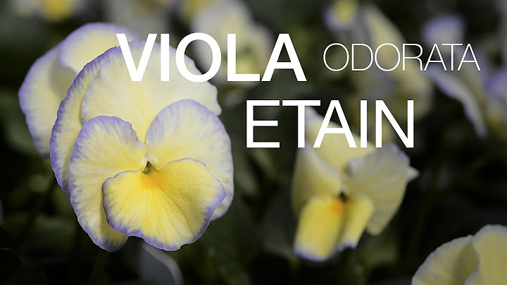 The Soft and Charming Viola Etain at JacksonandPerkins.com