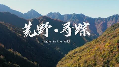 Hi China: Tracks in the Wild| CCTV English - DayDayNews