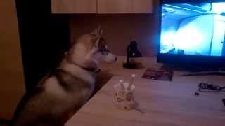 Husky watching tv