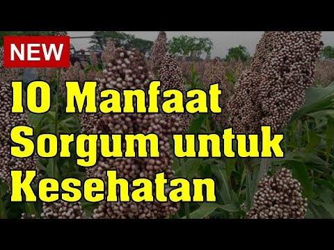 Video: 10 Manfaat Kesehatan Luar Biasa Dari Sorgum (Jowar)