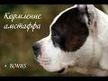 Кормление стаффордширского терьера + bonus