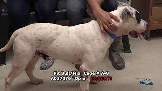 AdoptAPet Show 20180611