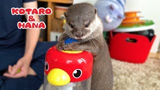カワウソコタローとハナ　くるくる知育玩具に挑戦するハナ　Otter Kotaro&Hana Challenge to The Educational Toy