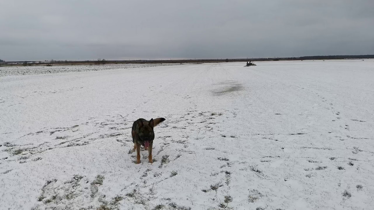 Тайфун фом Грюнен Штадт (Логан) 22 месяца