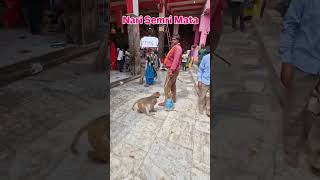 Nari semri mata chhata (mathura) 🙏🚩🙏 #nari #matarani #sherawali #trendingshorts #youtubeshorts #yt