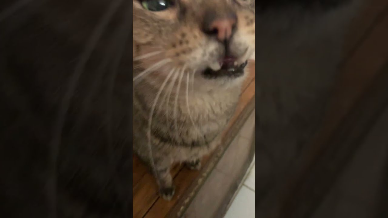 Creamsicle and Captain  (see description )  