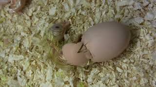 Chicken Laying Egg And Birth .