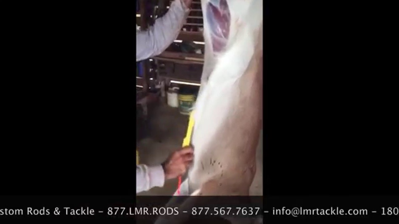Sportsmans Release Knife as Gut Hook for Skinning Deer - YouTube