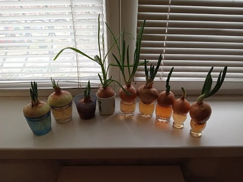 Луковые котлеты с