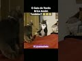 Como o gato de vocês está agora??? Comenta aqui 😽😻