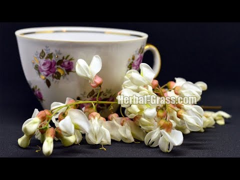 Акация белая - гроздья душистых цветков, чай из цветов акации лечебные свойства