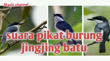 Suara pikat burung jingjing batu
