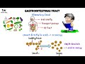 Functional Anatomy of the Gastrointestinal Tract