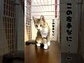 飛び込み猫 #shorts #cat #trending