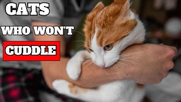 Why Won’t My Cat Cuddle With Me Anymore??