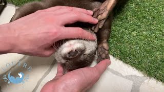 Otter Has a Melting Look on Her Face!　#Shorts