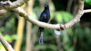Download Lagu Drongo Cuckoo MP3 Download Lagu Drongo Cuckoo MP3