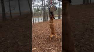 A Great Explosion Exercise for your Working Dog ✅👏🏽 #bitework #mal #workingk9 #k9 #shorts
