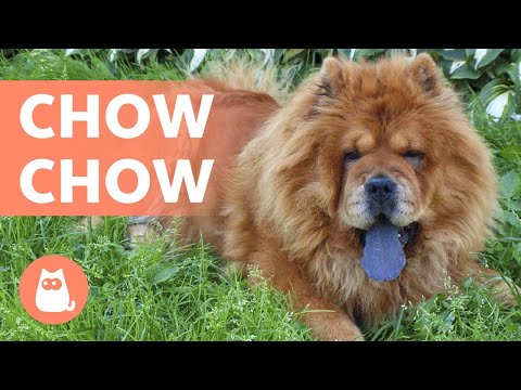 Video: For What Purpose Was The Chow Chow Breed Bred?