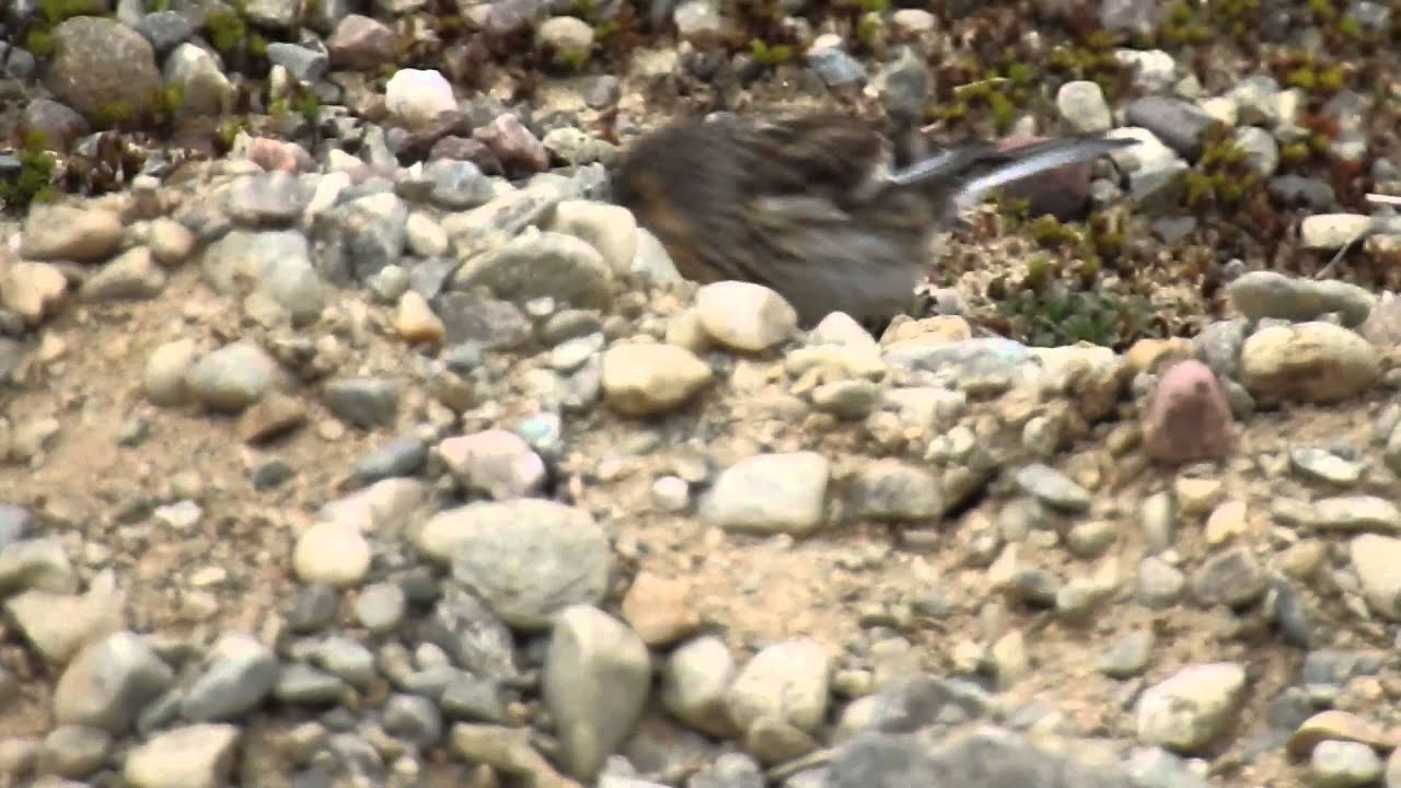 camera iphone 8 plus apk Twite.